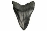 Fossil Megalodon Tooth - South Carolina #187770-1